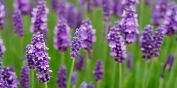 Δημιουργία Εθνικού Καταλόγου Αρωματικών, Αρτυματικών και Φαρμακευτικών Φυτών