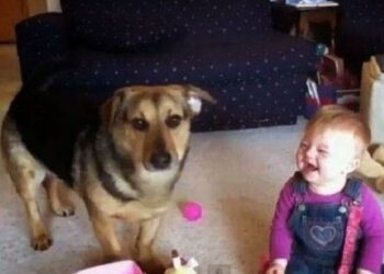 Η ΑΠΙΣΤΕΥΤΗ αντίδραση ενός σκύλου και ενός μωρού στις… σαπουνόφουσκες!