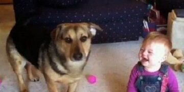 Η ΑΠΙΣΤΕΥΤΗ αντίδραση ενός σκύλου και ενός μωρού στις… σαπουνόφουσκες!