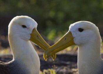 Εκπαιδευτική εκδήλωση για τους πελεκάνους στο Εθνικό Πάρκο Πρεσπών