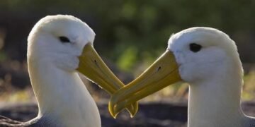 Εκπαιδευτική εκδήλωση για τους πελεκάνους στο Εθνικό Πάρκο Πρεσπών