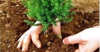 Δενδροφύτευση στα Κοίλα Κοζάνης