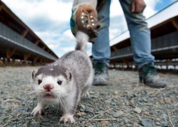 Το θρίλερ με τα μίνκ