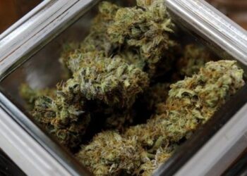 Φοιτητής βούτηξε στο κενό αφού έφαγε μπισκότο με μαριχουάνα