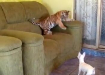 Της φύσης τα… παράδοξα! Η τίγρης που παίζει με ένα σκυλάκι (βίντεο)