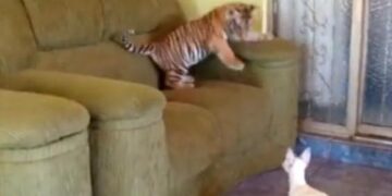 Της φύσης τα… παράδοξα! Η τίγρης που παίζει με ένα σκυλάκι (βίντεο)