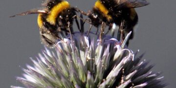 Πρόγραμμα αντικατάστασης κυψελών οικονομική στήριξη της νομαδικής μελισσοκομίας 2014