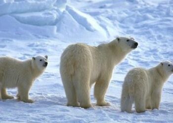 Πότε έγινε λευκή η πολική αρκούδα;