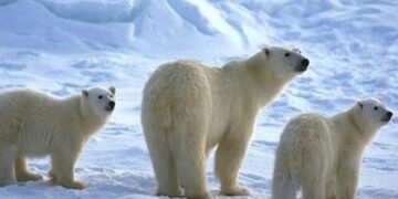 Πότε έγινε λευκή η πολική αρκούδα;