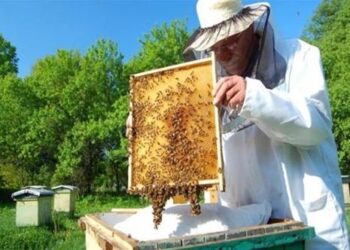 ΗΠΑ: Μία στις τέσσερις αποικίες μελισσών κατέρρευσε τον χειμώνα