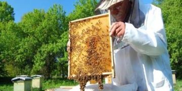 ΗΠΑ: Μία στις τέσσερις αποικίες μελισσών κατέρρευσε τον χειμώνα