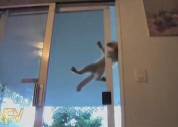 Γνωρίστε τη… γάτα αράχνη (video)