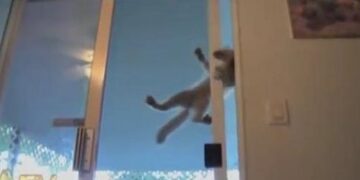 Γνωρίστε τη… γάτα αράχνη (video)