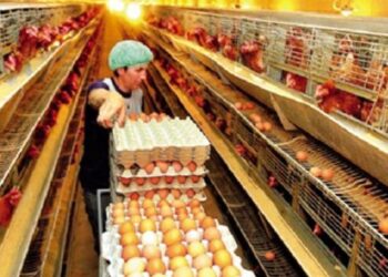 «Να σταματήσουν οι ελληνοποιήσεις αυγών», ζητούν οι αυγοπαραγωγοί