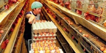 «Να σταματήσουν οι ελληνοποιήσεις αυγών», ζητούν οι αυγοπαραγωγοί