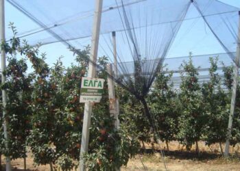 Παράταση της εμπρόθεσμης καταβολής της ειδικής ασφαλιστικής εισφοράς του ΕΛΓΑ έτους 2013