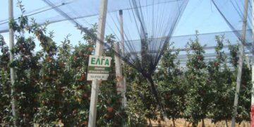 Παράταση της εμπρόθεσμης καταβολής της ειδικής ασφαλιστικής εισφοράς του ΕΛΓΑ έτους 2013