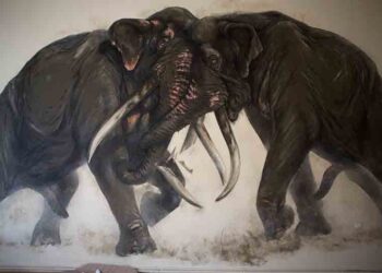 Σε εξέλιξη το συνέδριο για τους ελέφαντες στη Σιάτιστα