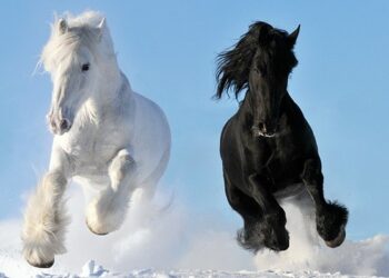 Σεμινάρια για ερασιτέχνες, και επαγγελματίες ή αθλητές της ιππασίας και της θεραπευτικής ιππασίας