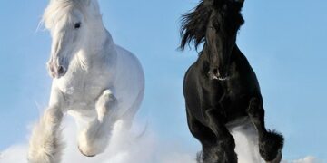 Σεμινάρια για ερασιτέχνες, και επαγγελματίες ή αθλητές της ιππασίας και της θεραπευτικής ιππασίας