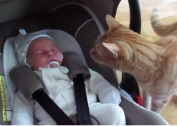 Απίστευτο! Δείτε πως αντέδρασε η γάτα μόλις είδε για πρώτη φορά το μωρό!