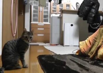 Γάτα-τερματοφύλακας κάνει τις αποκρούσεις της χρονιάς (video)