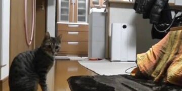 Γάτα-τερματοφύλακας κάνει τις αποκρούσεις της χρονιάς (video)