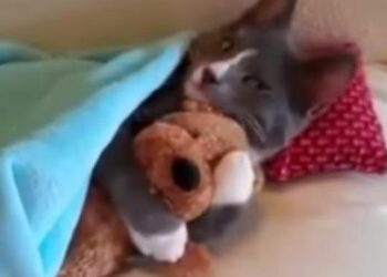 Αυτό το βίντεο θα σας κάνει να λατρέψετε τις γάτες!