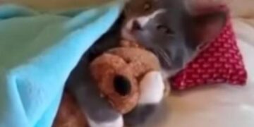 Αυτό το βίντεο θα σας κάνει να λατρέψετε τις γάτες!