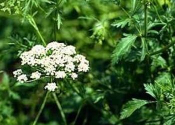 Βότανα – Γλυκάνισος