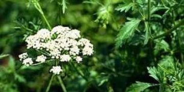 Βότανα – Γλυκάνισος