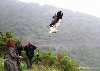 Ελεύθερος και πάλι γύπας σπάνιου είδους