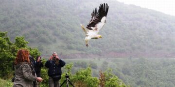 Ελεύθερος και πάλι γύπας σπάνιου είδους