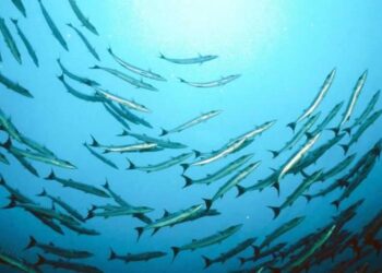 Εγκρίθηκε το τελικό κείμενο του Κανονισμού για το Ευρωπαϊκό Ταμείο Θάλασσας και Αλιείας από το Ευρωπαϊκό Κοινοβούλιο