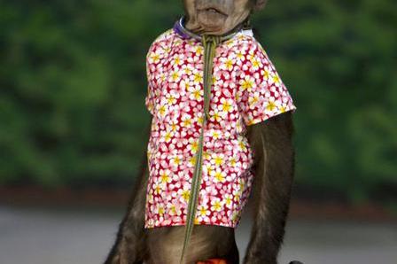 Χειροπέδες σε δικαστικό αντιπρόσωπο μαϊμού