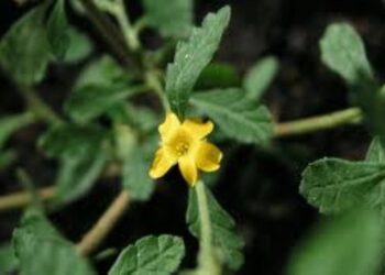 Βότανα – Νταμιάνα