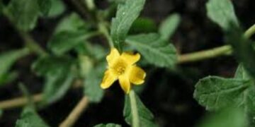 Βότανα – Νταμιάνα