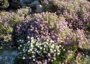 Ξεκίνησαν οι εγγραφές για τον 8ο κύκλο του σεμιναρίου εξειδίκευσης στην παραγωγή φαρμακευτικών αρωματικών φυτών και αιθέριων ελαίων στη Θεσσαλονίκη