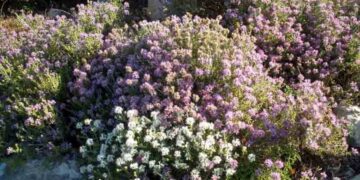 Ξεκίνησαν οι εγγραφές για τον 8ο κύκλο του σεμιναρίου εξειδίκευσης στην παραγωγή φαρμακευτικών αρωματικών φυτών και αιθέριων ελαίων στη Θεσσαλονίκη