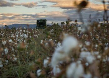 Εισέπρατταν για χρόνια παράνομα επιδοτήσεις για το βαμβάκι