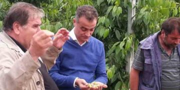 ΣΕ ΜΕΣΟΒΟΥΝΟ – ΠΥΡΓΟΥΣ ΕΟΡΔΑΙΑΣ ΚΑΙ ΣΕ ΠΕΡΙΟΧΕΣ ΤΟΥ ΔΗΜΟΥ ΚΟΖΑΝΗΣ – Σοβαρές ζημίες από χαλαζόπτωση στην αγροτική παραγωγή