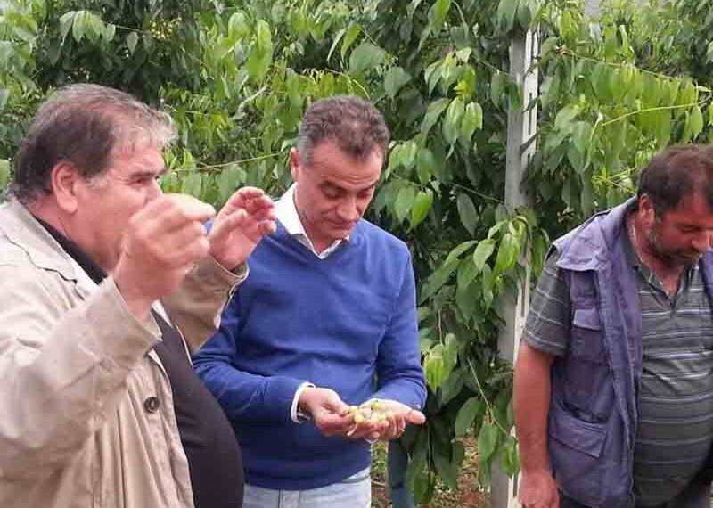 ΣΕ ΜΕΣΟΒΟΥΝΟ – ΠΥΡΓΟΥΣ ΕΟΡΔΑΙΑΣ ΚΑΙ ΣΕ ΠΕΡΙΟΧΕΣ ΤΟΥ ΔΗΜΟΥ ΚΟΖΑΝΗΣ – Σοβαρές ζημίες από χαλαζόπτωση στην αγροτική παραγωγή