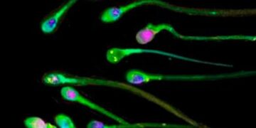Ασφαλέστερη τεχνητή γονιμοποίηση..