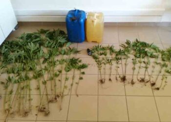 ΣΤΗΝ ΑΓΙΑ ΠΑΡΑΣΚΕΥΗ ΚΟΖΑΝΗΣ: Συνελήφθη 44χρονος για καλλιέργεια κάνναβης