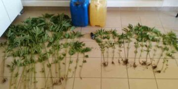 ΣΤΗΝ ΑΓΙΑ ΠΑΡΑΣΚΕΥΗ ΚΟΖΑΝΗΣ: Συνελήφθη 44χρονος για καλλιέργεια κάνναβης