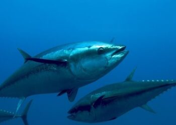 Τα ψάρια της Μεσογείου μειώνονται λόγω υπεραλίευσης, προειδοποιούν Έλληνες επιστήμονες