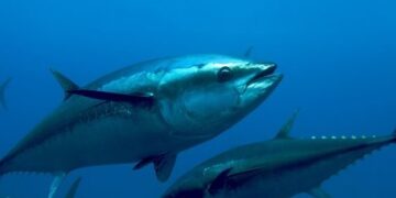 Τα ψάρια της Μεσογείου μειώνονται λόγω υπεραλίευσης, προειδοποιούν Έλληνες επιστήμονες