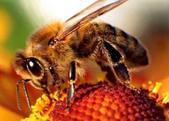 Σεμινάριο μελισσοκομίας στην Κοζάνη