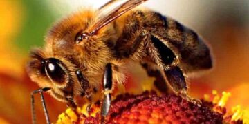 Σεμινάριο μελισσοκομίας στην Κοζάνη