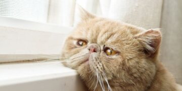 30 μελαγχολικά γατάκια περιμένουν τους ιδιοκτήτες τους..